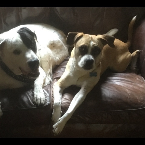 Meet your Posher, Beverly - Picture 2 of 4